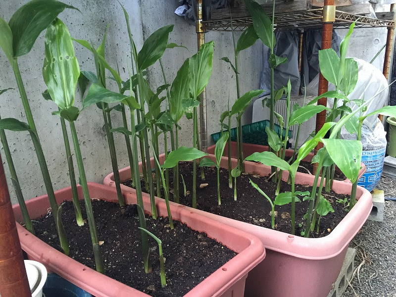 ミョウガ 植え 替え