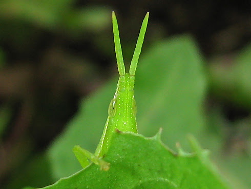 オンブバッタ なぜ