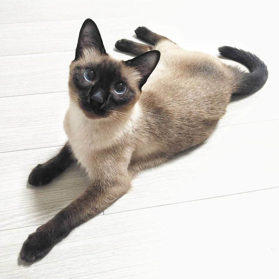28 Top Photos Siamese Cat Origin : Siamese Cat Pictures and Information - Cat-Breeds.com