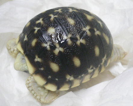 Taipe 3 Jpg