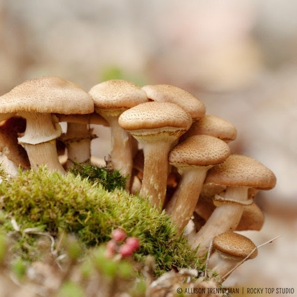 Nature Photograph Mushroom Print Nature Art by RockyTopPrintShop