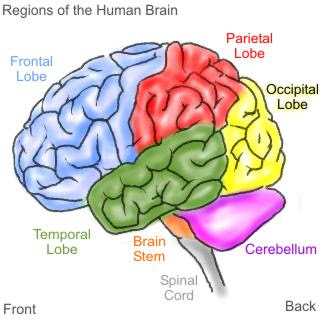 to the human brain
