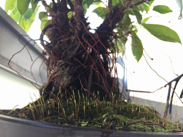 気根も増える ガジュマル盆栽を育てる方法 Banyan Bonsai 観葉植物ブログ緑組 植物の育て方
