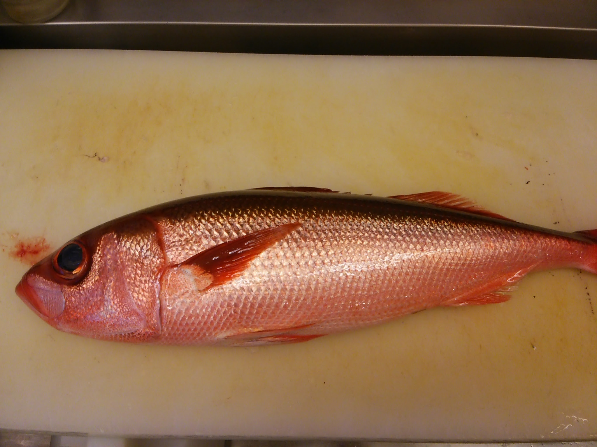 ハチビキ 入荷 亀戸の居酒屋 鮮魚販売 魚人 うおんちゅ