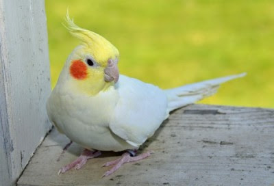 私とオカメインコ