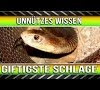 Giftigste Schlange Der Welt Biss - Giftigste Schlange Der Welt Bilder - Tierisch und ... - Ihr biss ist jedoch sehr schmerzhaft.