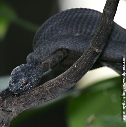 Mangrove-pit-viper2