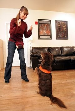 Victoria Stilwell training. | Dog Training | Pinterest