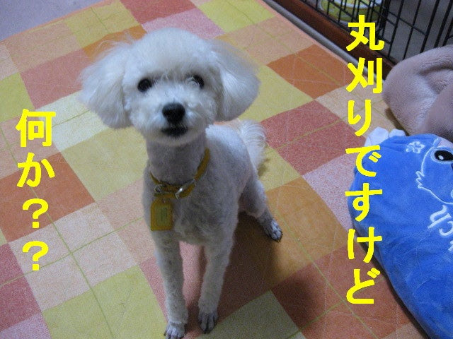 丸刈りティア ショック トイプードルおてんば娘ティア日記