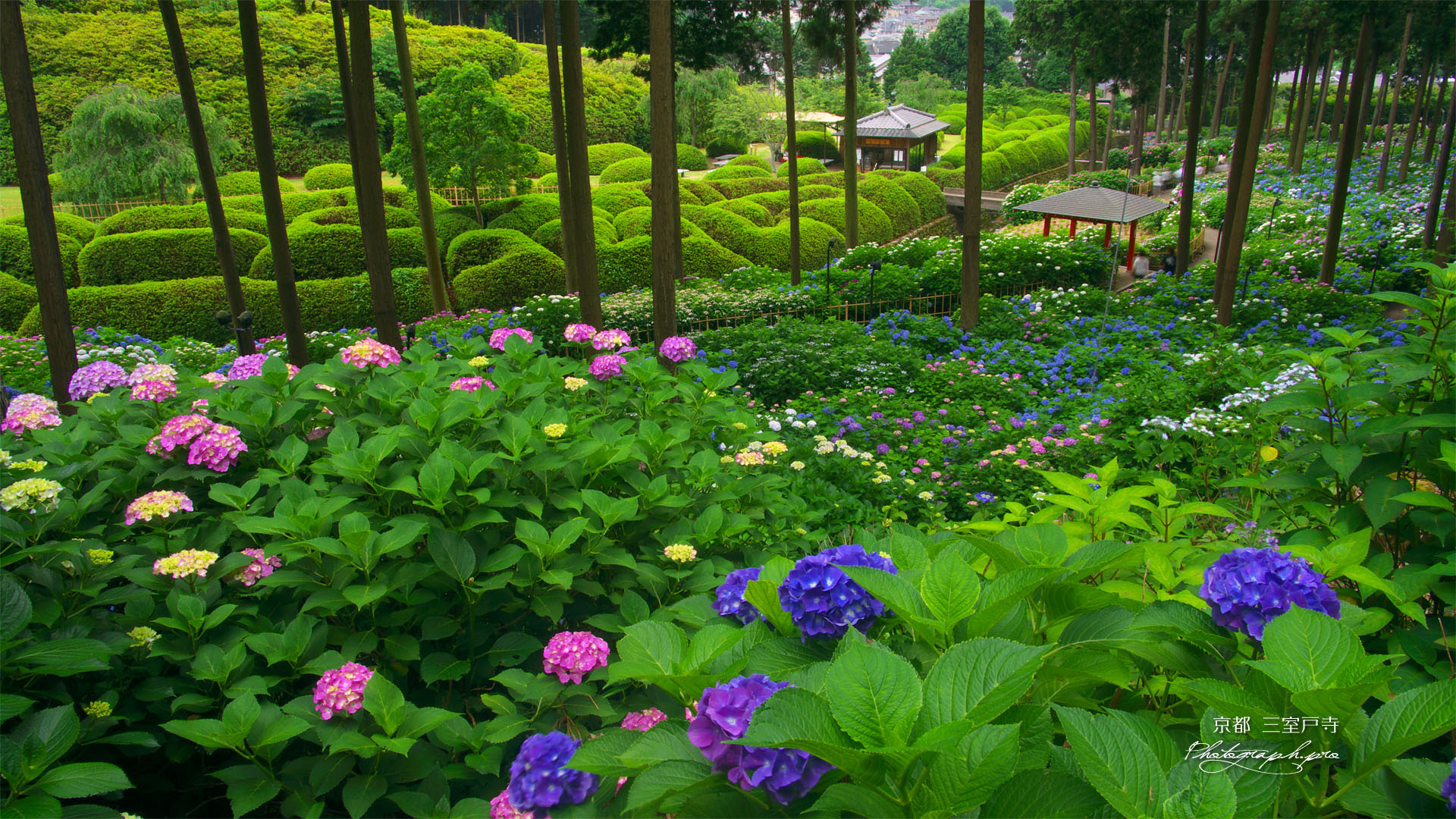 三室戸寺与楽苑の紫陽花 の壁紙 19x1080
