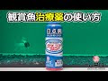 √無料でダウンロード！ 金魚 グリーンfゴールドリキッド 198406-金魚 エラ病 グリーンfゴールドリキッド