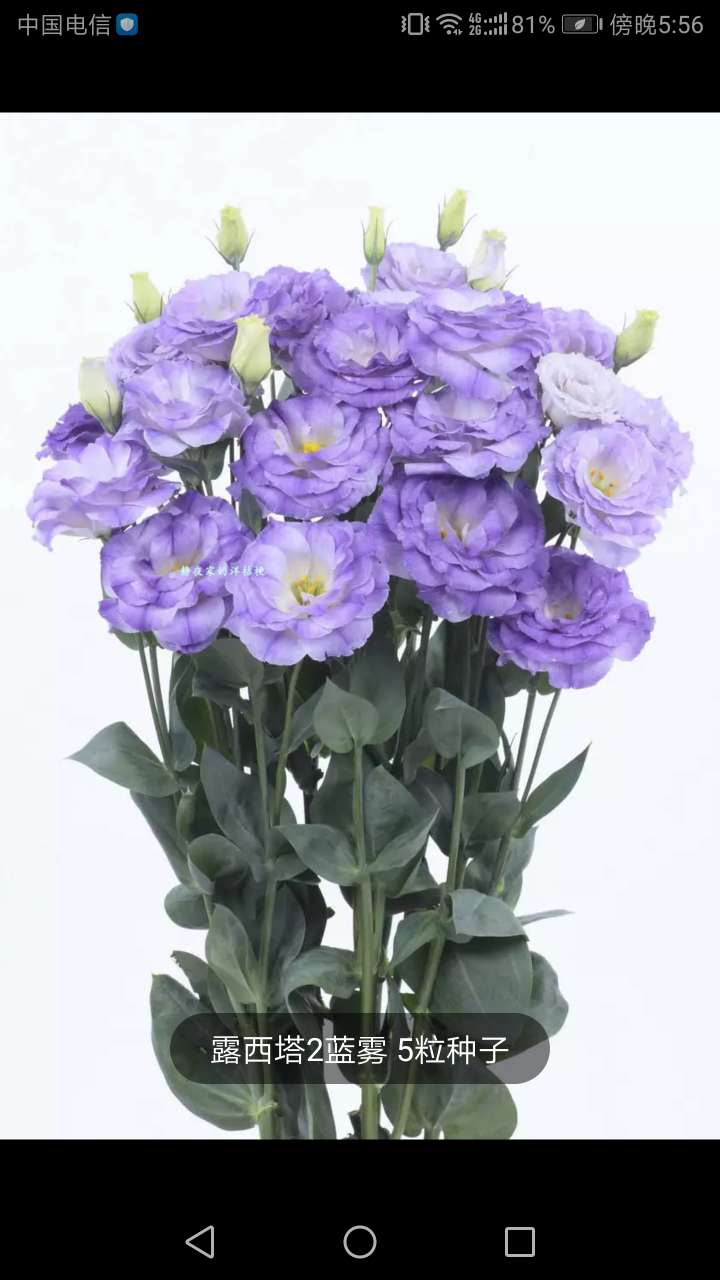 出洋桔梗 花花草草 昆山论坛