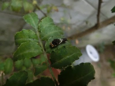 山椒の木に来るナミアゲハの幼虫 蛾じゃないよ