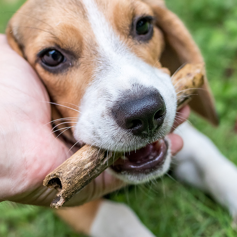 あのキャラのモデル ビーグルの性格は 値段はいくら