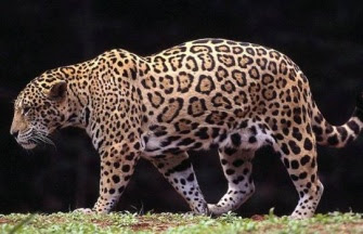 Jaguar27.jpg