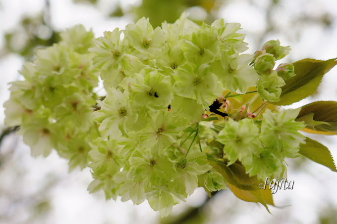 御衣黄 は珍しい緑色の桜 島根 三刀屋河川敷公園の桜並木 島根県 Lineトラベルjp 旅行ガイド