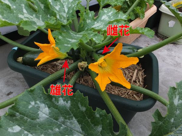 コウイちの屋上菜園備忘録 ようやくズッキーニの開花に遭遇