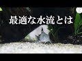 【人気ダウンロード！】 コリドラス 水流 強さ 312538-コリドラス 水流 強さ