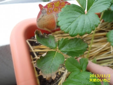 いちごの葉先枯れ チップバーン が回復したので対策をまとめておこう あぐうのベランダ菜園で実験中