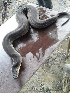 Unik Banget Nih Ularnya ...Pendek Tapi Gede | Otomotif Langka