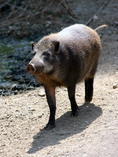 リュウキュウイノシシってこんなにかわいい顔 Junglebook News
