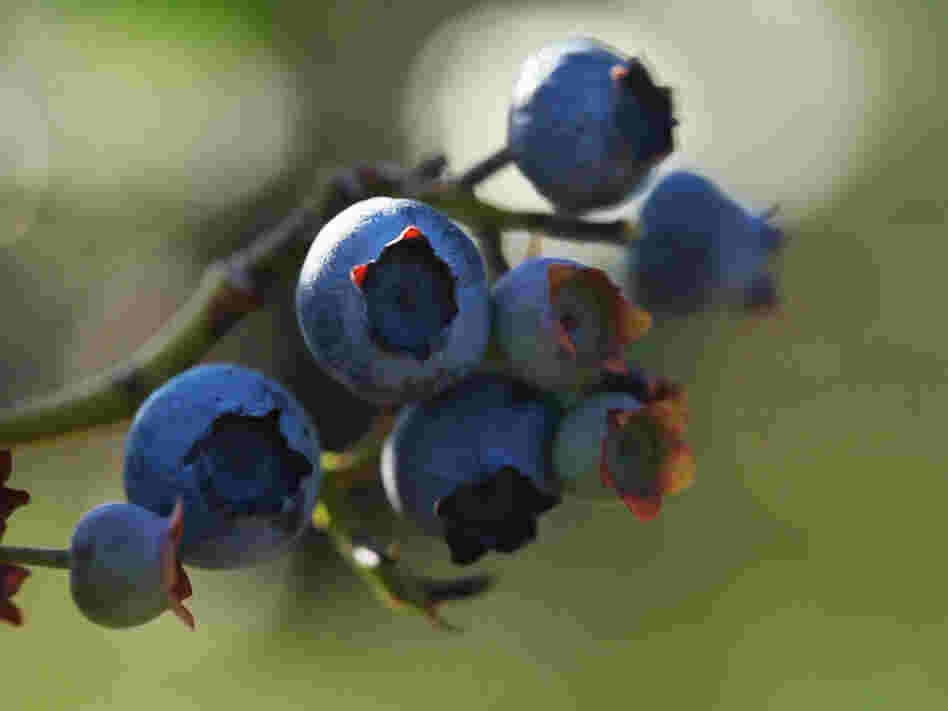 Regular consumption of blueberries, such as these found at Butler's Orchard in Maryland, may prevent heart attacks in middle-aged women.