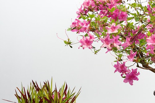 Bonsai