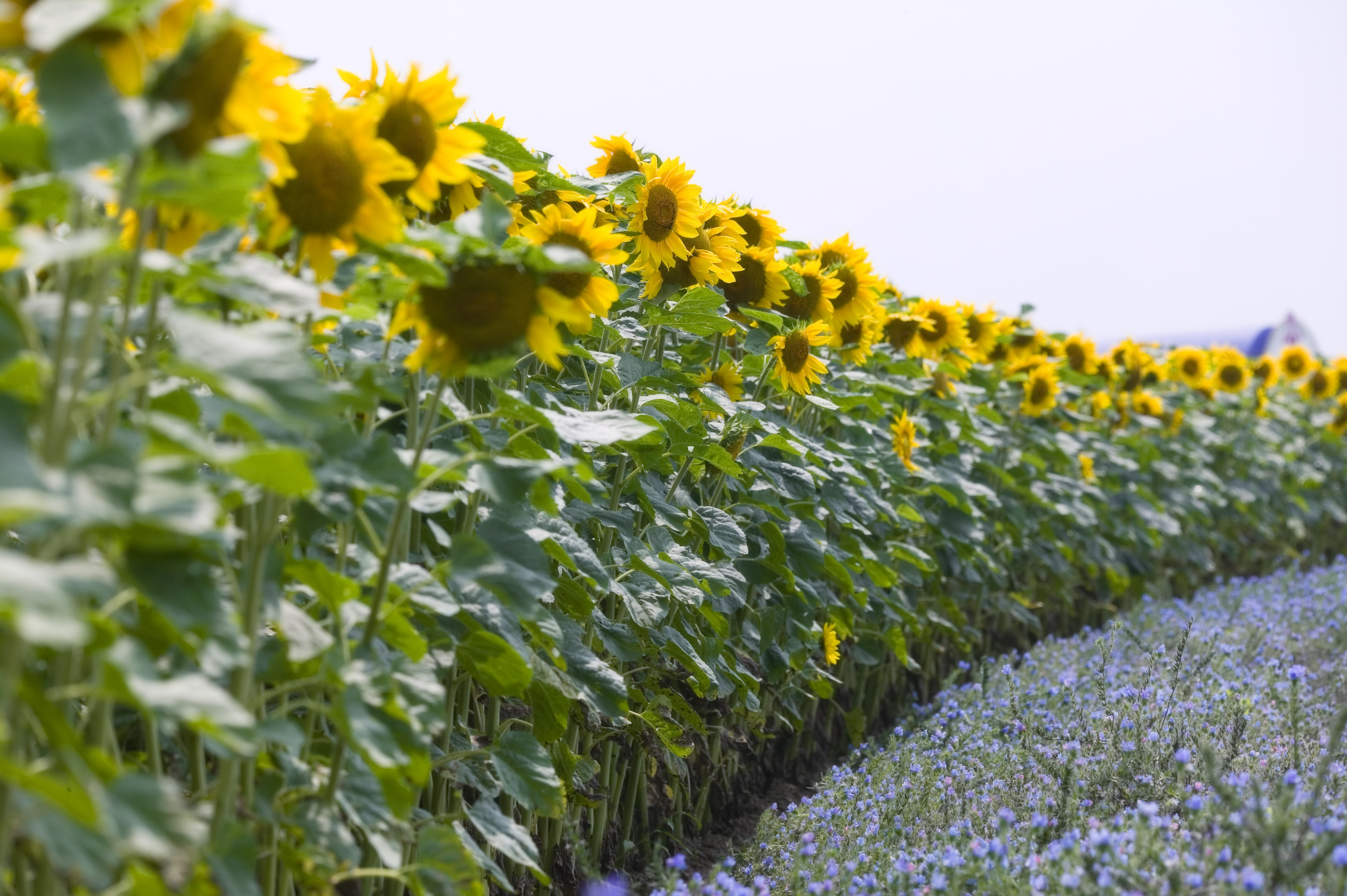 ゆんフリー写真素材集 No 3130 ヒマワリ畑 日本 北海道