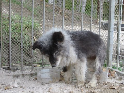 19年 令和元年 7月の保護犬猫情報 北海道オホーツク管内の保健所 美幌音楽人 加藤雅夫