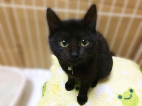 北海道 可愛い黒猫の子猫キキちゃん 猫の里親募集 ネコジルシ