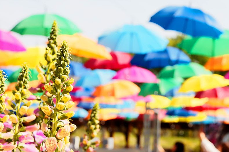 空に花咲くアンブレラスカイ 鹿沼市花木センター編 泉美咲月の開運は一日にして成らず