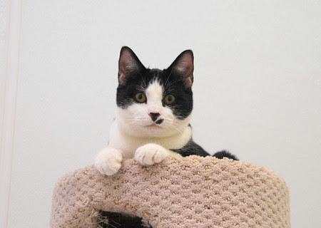 ぶち猫ホームズとサビ猫ペニーとデイヴ マシューズ ティム レイノルズ クリスマス ソング 青い郊外の空の下 黄色と緑のセロファンの花たち