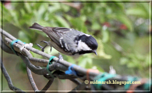 Coal Tit
