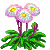 Gänseblümchen