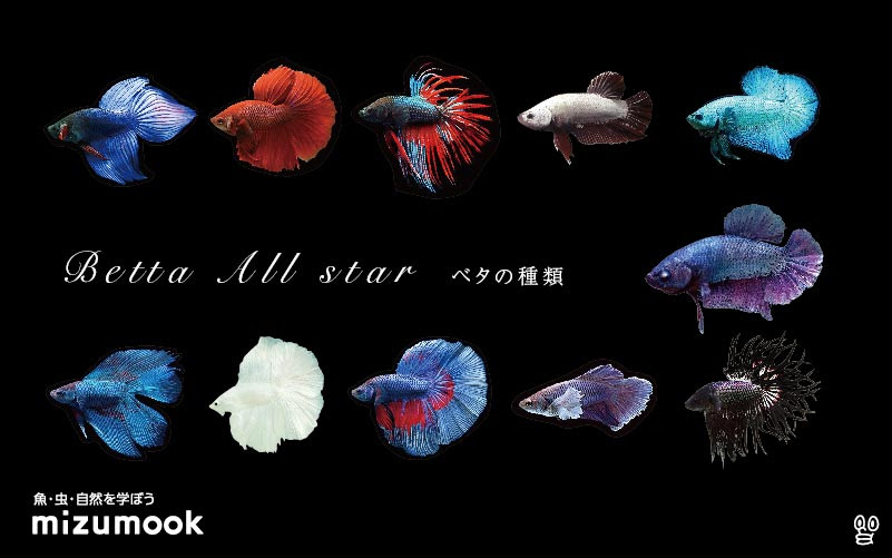 おすすめのベタ11種類をご紹介 飼い方 飼育 繁殖 病気 ミズムック