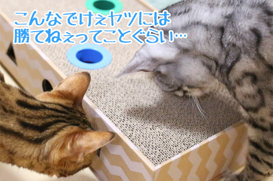 ベンガル猫