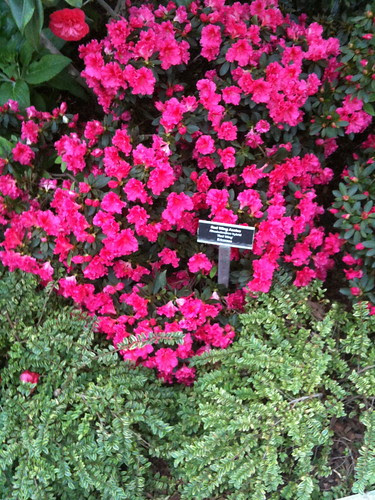 Azaleas
