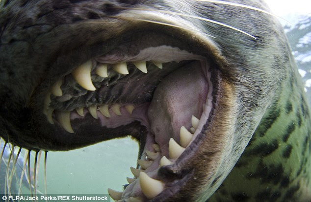 Ferocious: Scientists said the seals may have developed a taste for porpoises after sampling some caught in fishing nets (stock image shown) and warned that people could be next