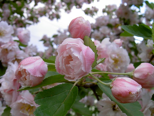 Crabapple blossoms