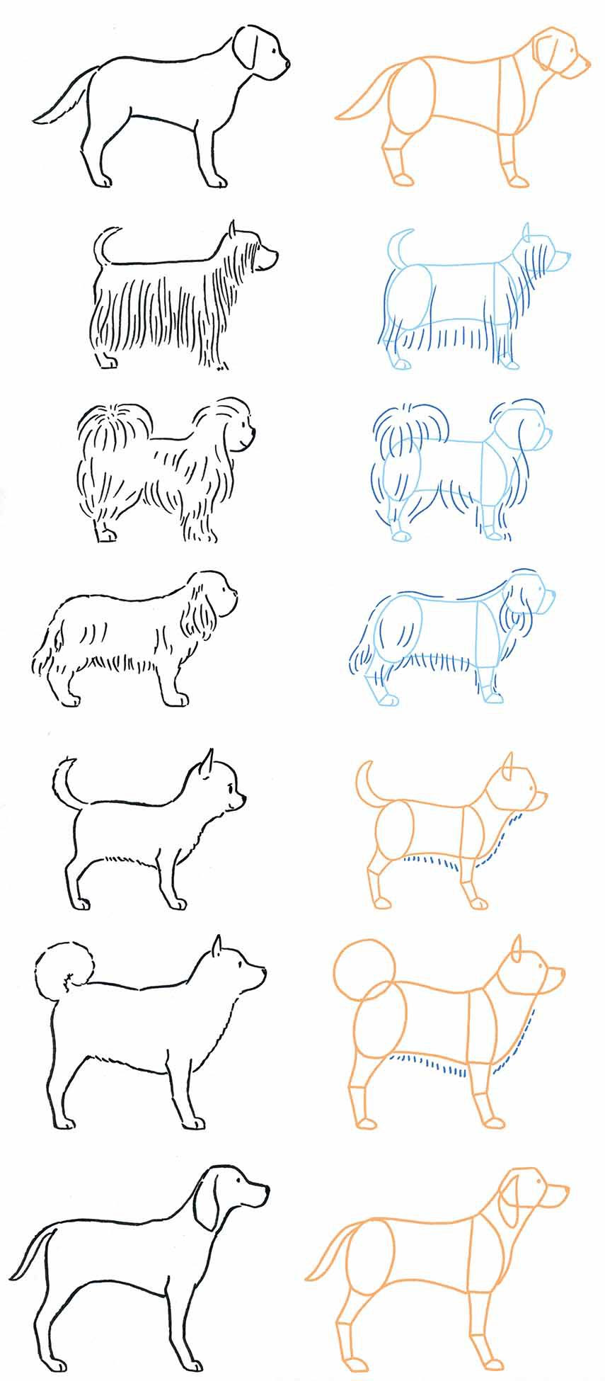 ワンちゃんの似顔絵を描いてみよう 犬イラストの描き方 Tombow Fun Art Studio トンボ鉛筆