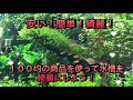 √70以上 水草 安い 205030-水槽 水草 安い