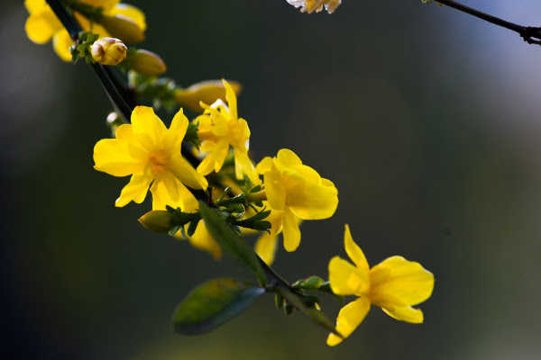 二月开什么花 水仙花 迎春花 独占春 仙人指等 发财农业网