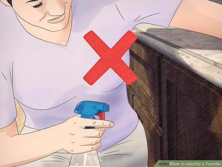 Identify a Termite Step 13.jpg