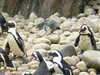 Penguins 4