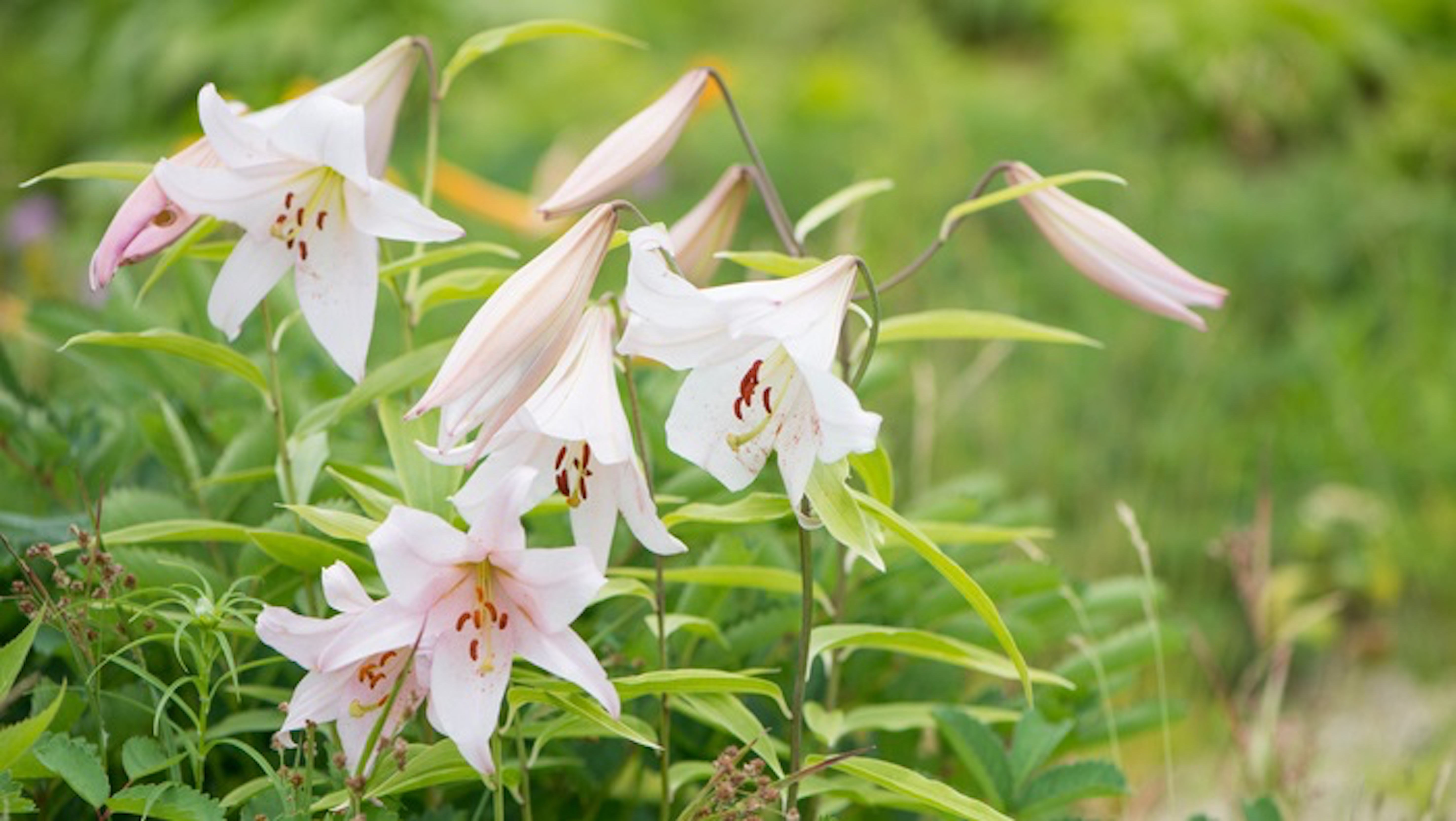 野生で咲くユリの種類について 植物navi
