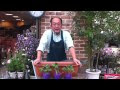 √画像をダウンロード イチゴ 植え付け 間隔 172657