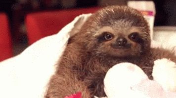 i has a flower for you sloth GIF