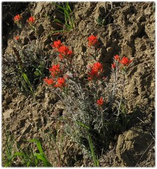 2903_castilleja
