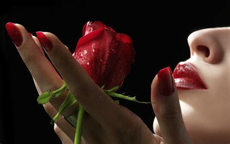beautiful red rose images    wow style