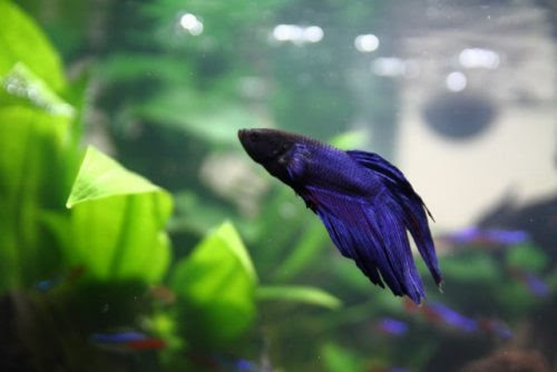 ベタの繁殖について 成功のための準備 お見合い方法など サイエンス アクアリウム 科学で飼育 病気を楽に治すサイト